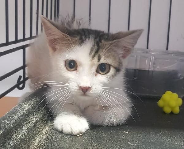 PEPE, (maggio 2025) molto coccolone Foto 2